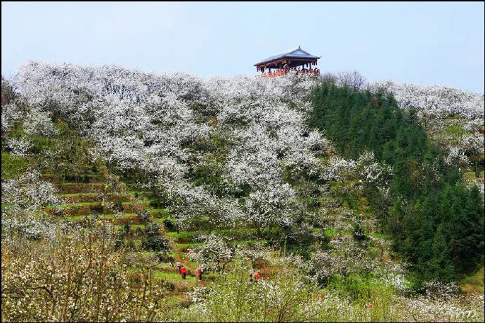 【春天,广西桂林灌阳县向您发出邀请!】我们在灌阳看梨花 - 游山玩水 - 西宁生活社区 - 西宁28生活网 xn.28life.com