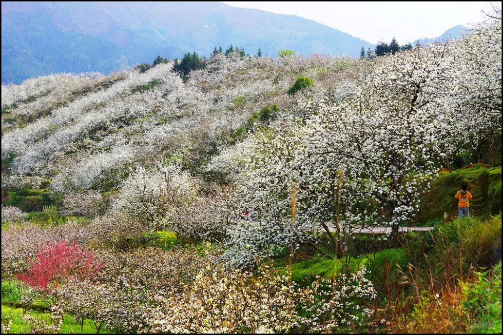 【春天,广西桂林灌阳县向您发出邀请!】我们在灌阳看梨花 - 游山玩水 - 西宁生活社区 - 西宁28生活网 xn.28life.com