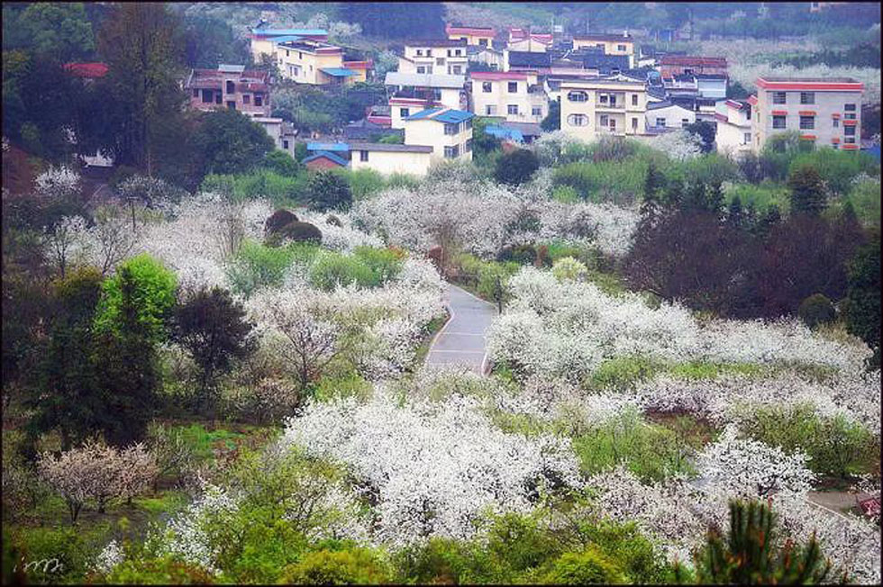 【春天,广西桂林灌阳县向您发出邀请!】我们在灌阳看梨花 - 游山玩水 - 西宁生活社区 - 西宁28生活网 xn.28life.com