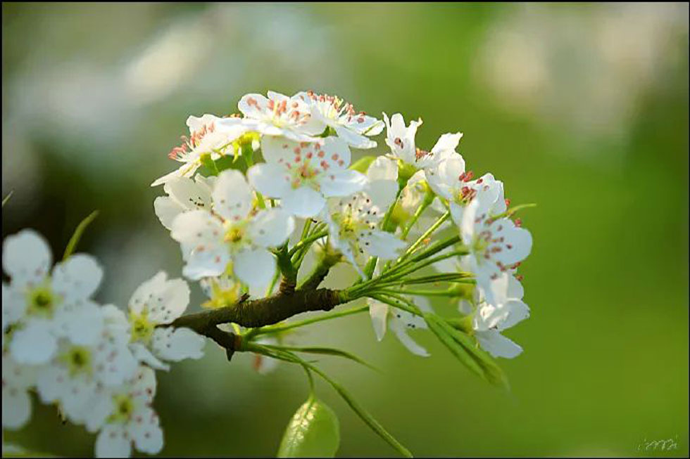 【春天,广西桂林灌阳县向您发出邀请!】我们在灌阳看梨花 - 游山玩水 - 西宁生活社区 - 西宁28生活网 xn.28life.com