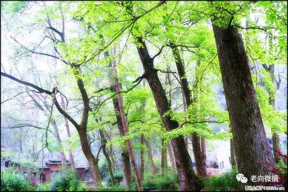 【春天,广西桂林灌阳县向您发出邀请!】在小龙村与春天约会 - 游山玩水 - 西宁生活社区 - 西宁28生活网 xn.28life.com