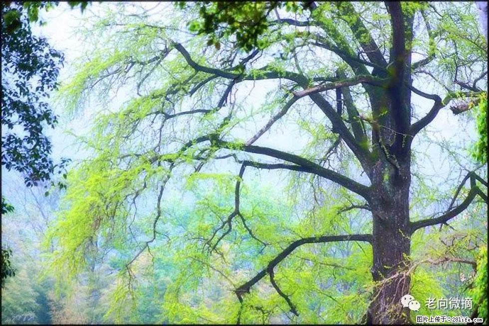【春天,广西桂林灌阳县向您发出邀请!】在小龙村与春天约会 - 游山玩水 - 西宁生活社区 - 西宁28生活网 xn.28life.com