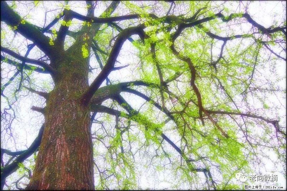 【春天,广西桂林灌阳县向您发出邀请!】在小龙村与春天约会 - 游山玩水 - 西宁生活社区 - 西宁28生活网 xn.28life.com