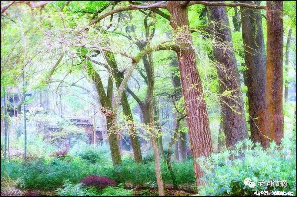【春天,广西桂林灌阳县向您发出邀请!】在小龙村与春天约会 - 游山玩水 - 西宁生活社区 - 西宁28生活网 xn.28life.com