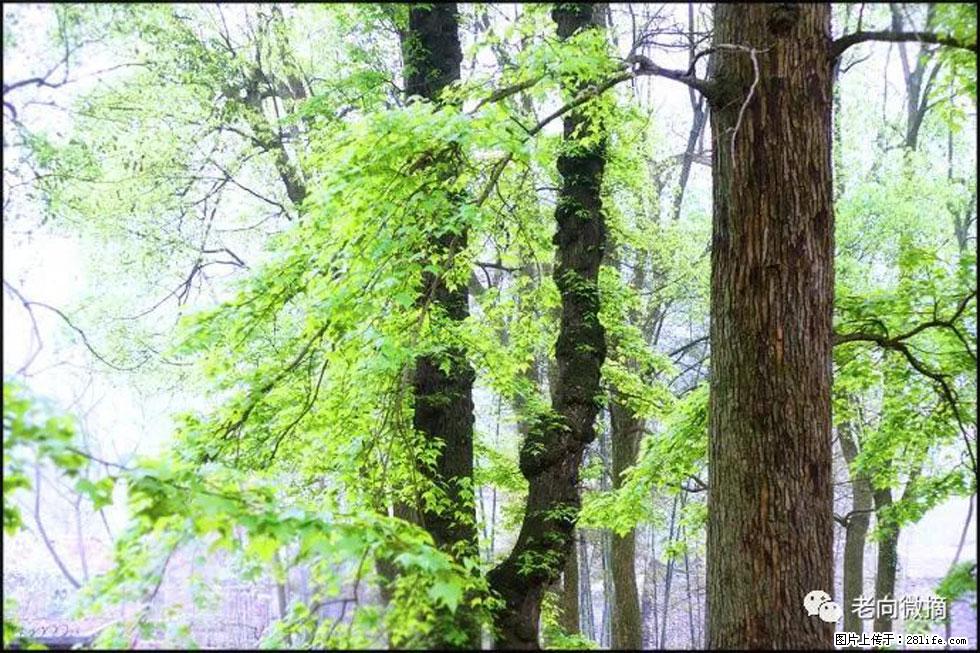 【春天,广西桂林灌阳县向您发出邀请!】在小龙村与春天约会 - 游山玩水 - 西宁生活社区 - 西宁28生活网 xn.28life.com