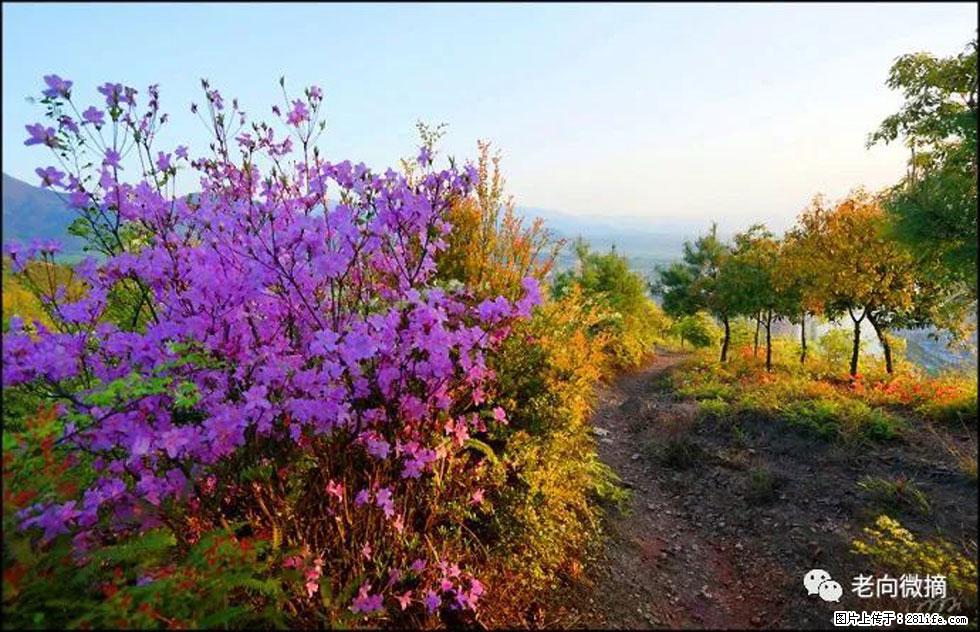 【春天，广西桂林灌阳县向您发出邀请！】登麒麟山，相约映山红 - 游山玩水 - 西宁生活社区 - 西宁28生活网 xn.28life.com