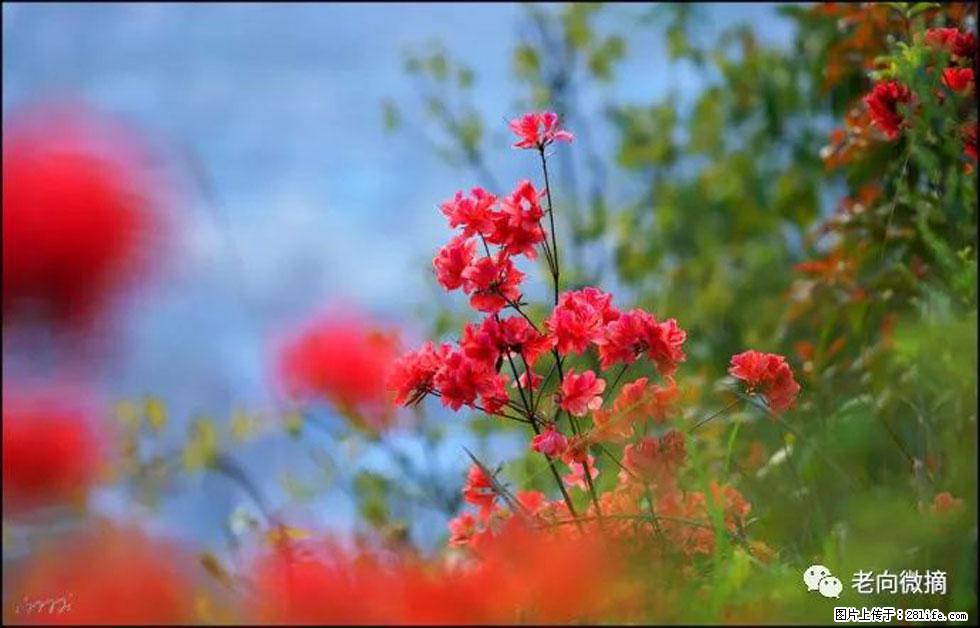 【春天，广西桂林灌阳县向您发出邀请！】登麒麟山，相约映山红 - 游山玩水 - 西宁生活社区 - 西宁28生活网 xn.28life.com