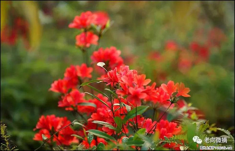 【春天，广西桂林灌阳县向您发出邀请！】登麒麟山，相约映山红 - 游山玩水 - 西宁生活社区 - 西宁28生活网 xn.28life.com