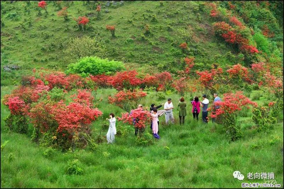 【春天，广西桂林灌阳县向您发出邀请！】宝盖山上映山红 - 游山玩水 - 西宁生活社区 - 西宁28生活网 xn.28life.com