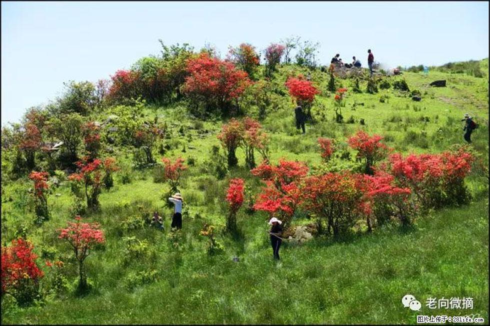 【春天，广西桂林灌阳县向您发出邀请！】宝盖山上映山红 - 游山玩水 - 西宁生活社区 - 西宁28生活网 xn.28life.com