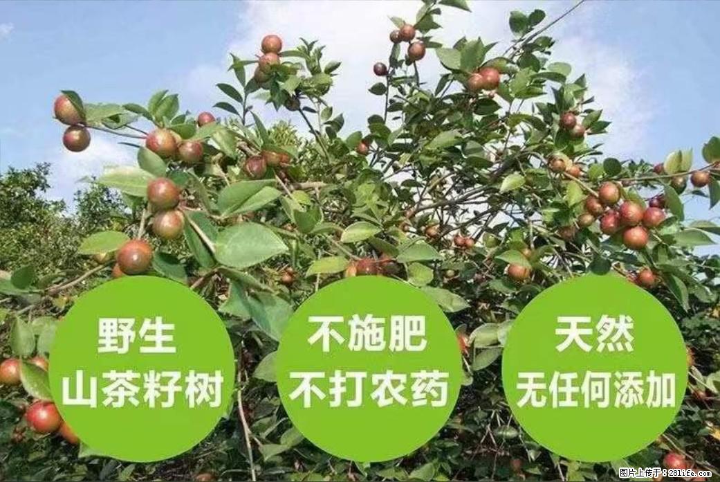 【灌阳县油茶产业示范区】一个有着充实的精神生活的人,对待身外之物自会有一种淡泊的态度 - 土特产 - 饮食特产 - 西宁分类信息 - 西宁28生活网 xn.28life.com