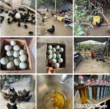 油茶园从小鸡仔开始养起的纯土鸡、土鸡蛋可以预定啦!还有前几天刚榨的纯山茶油哦 - 美食天地 - 西宁生活社区 - 西宁28生活网 xn.28life.com