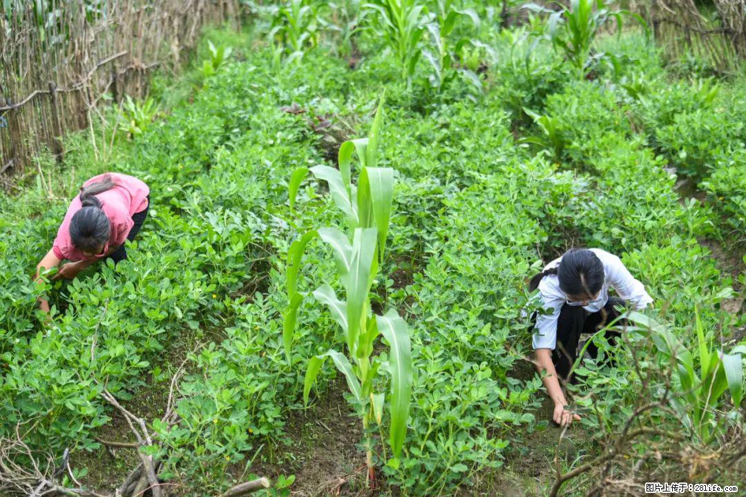 全网追的“扁担女孩”,找了一份暑假工,时薪12元 - 西宁生活资讯 - 西宁28生活网 xn.28life.com