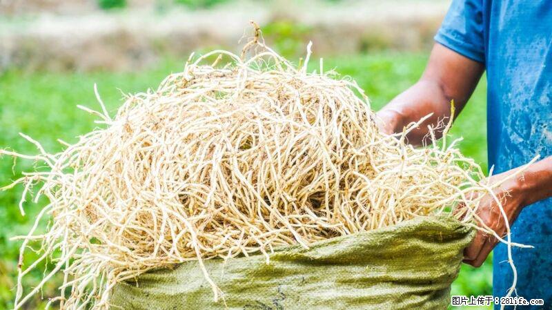 堪称“最难吃”的蔬菜,却是 “抗辐射神器”,还能护肺、清热、止咳化痰! - 西宁生活资讯 - 西宁28生活网 xn.28life.com