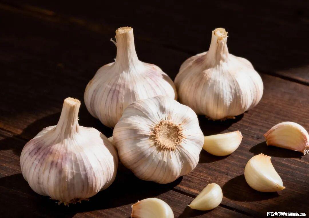 关于大蒜，除了“天然抗生素”，这4个谣言更该警惕! - 西宁生活资讯 - 西宁28生活网 xn.28life.com