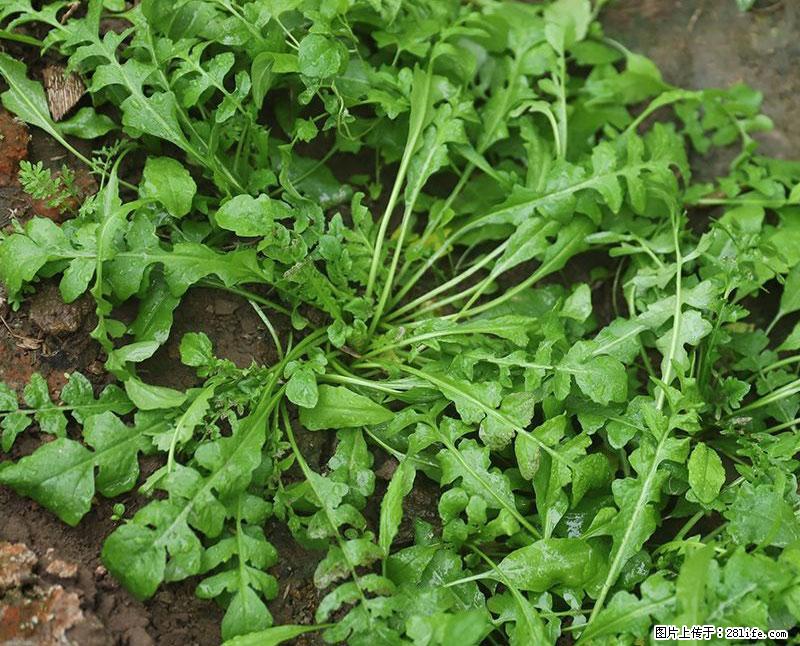 这些蔬菜是“天然钙片”，这6种被医生重点推荐 - 西宁生活资讯 - 西宁28生活网 xn.28life.com