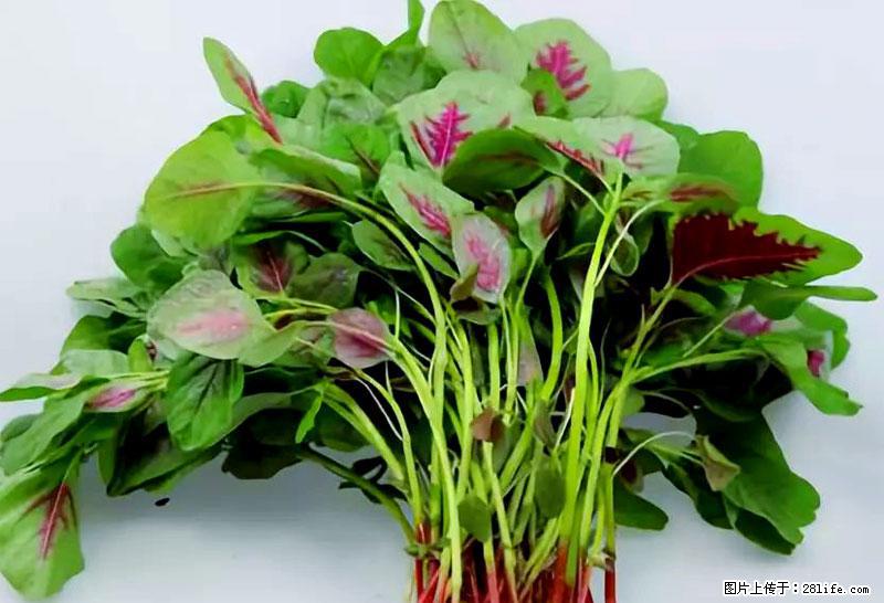 这些蔬菜是“天然钙片”，这6种被医生重点推荐 - 西宁生活资讯 - 西宁28生活网 xn.28life.com