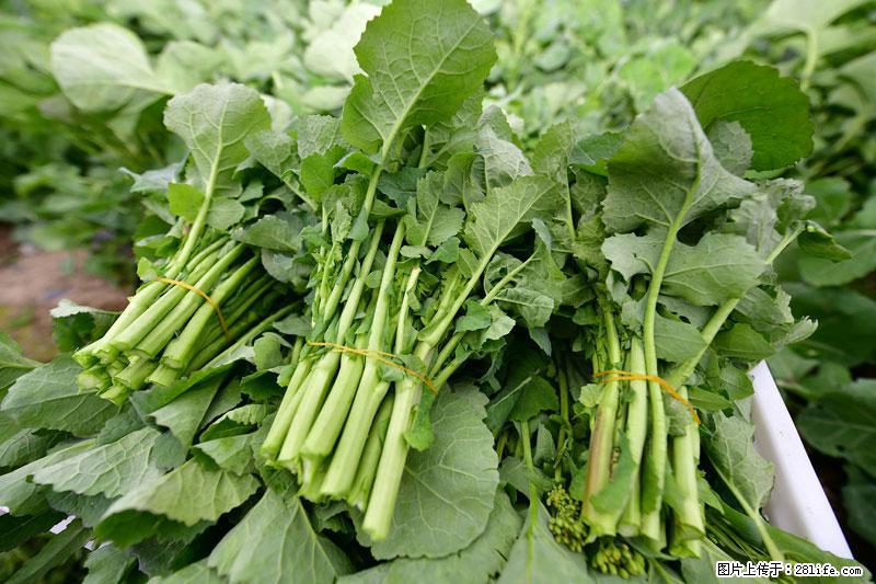 这些蔬菜是“天然钙片”，这6种被医生重点推荐 - 西宁生活资讯 - 西宁28生活网 xn.28life.com